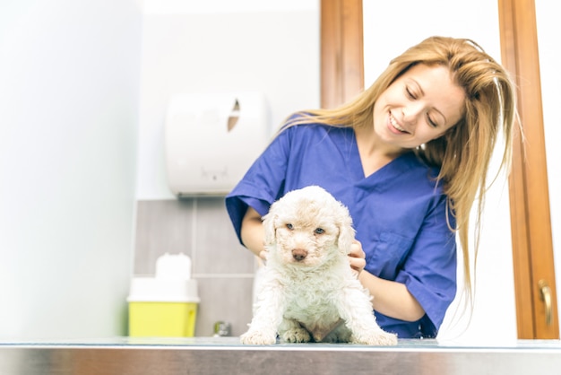 Veterinair het controleren van een hond puppie