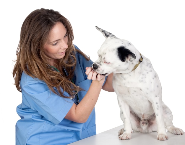 Veterinair met een hond voor een overzicht op witte achtergrond wordt geïsoleerd die