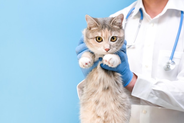 Veterinair onderzoek van de kat. kitten bij de dierenarts. Dierenkliniek. Dierencontrole en vaccinatie. Gezondheidszorg. op een blauwe achtergrond. kopieer spase