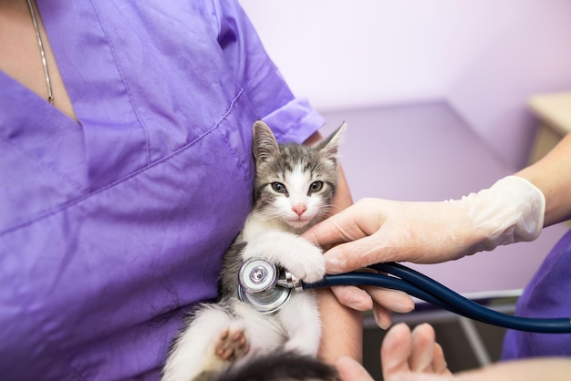 Veterinair onderzoek van kat met stethoscoop in kliniek Foto van dierenarts die met een stethoscoop naar een kat luistert op een afspraak in een dierenkliniek Dierverzorgingsconcept