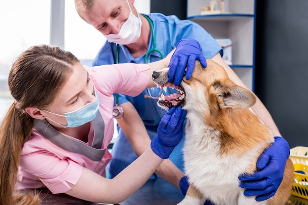 Veterinair team dat tanden en mond van een zieke corgi-hond onderzoekt