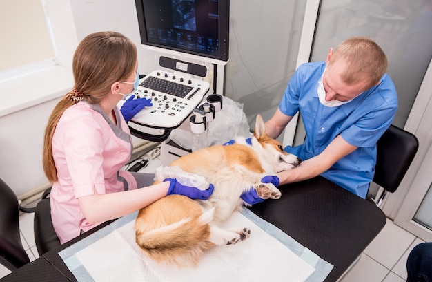 Veterinair team onderzoekt de corgi-hond met behulp van echografie