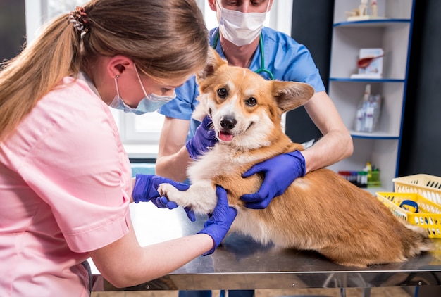 Foto veterinair team onderzoekt de poten van een zieke corgi-hond