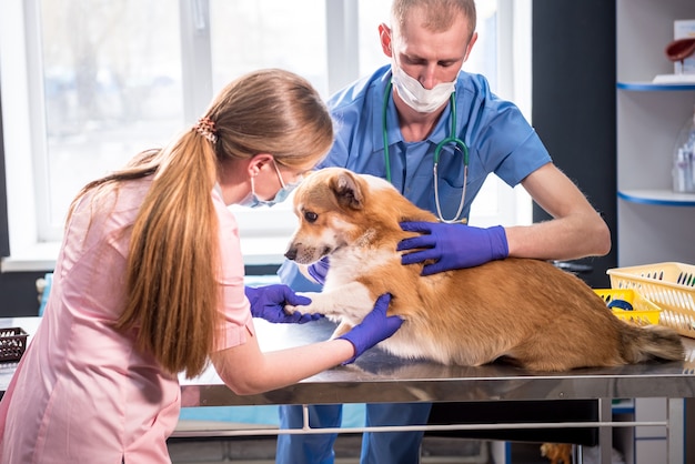 Veterinair team onderzoekt de poten van een zieke corgi-hond