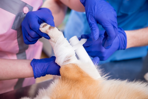 Veterinair team verbindt de poot van een zieke corgi-hond