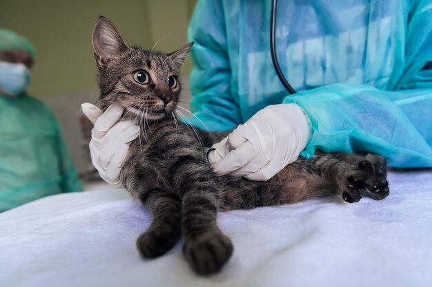 Veterinair team voor de behandeling van zieke katten Behoud van de gezondheid van dieren Concept dierenhospitaal