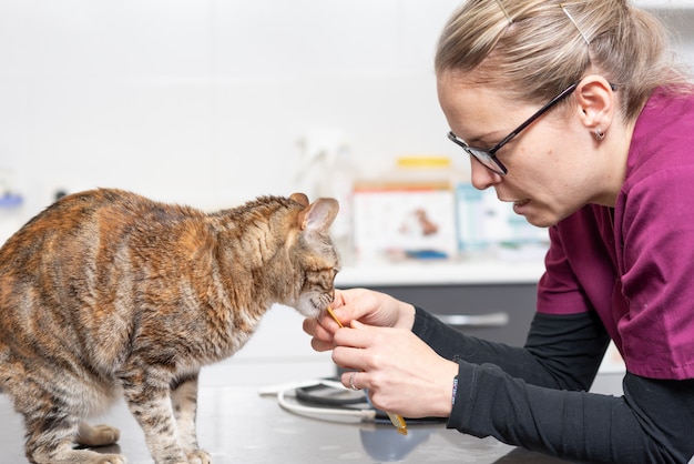 Veterinaire arts die een kat voedt bij veterinaire kliniek.