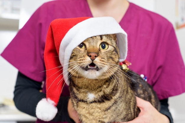 Veterinaire arts die een leuke kat met de hoed van de Kerstman onderzoekt