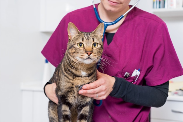 Veterinaire arts die een leuke kat onderzoekt