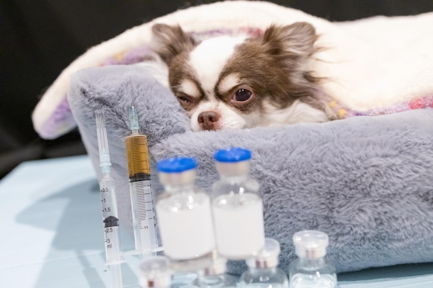 Veterinaire holdingsspuit met vaccin dichtbij leuke chihuahuahond in kliniek