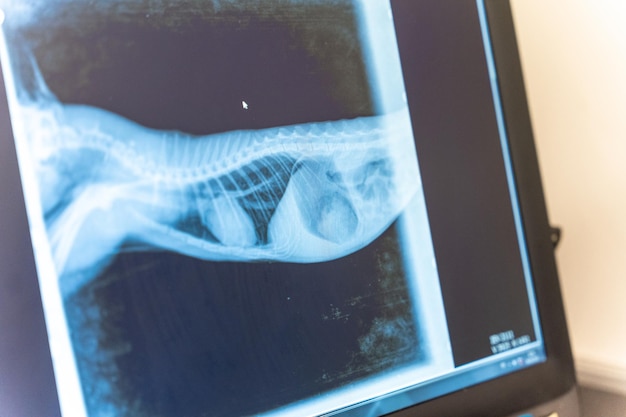 Veterinaire kliniek dierenarts die de röntgenfoto van de te behandelen hond op de computer bekijkt