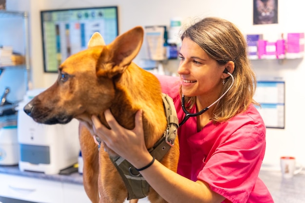 Foto veterinaire kliniek dierenarts vrouw met stethoscoop die een hond analyseert bij routinecontrole