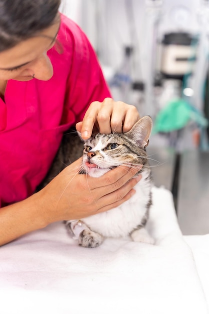 Veterinaire kliniek jonge dierenarts met een kat op de operatietafel die haar ogen controleert