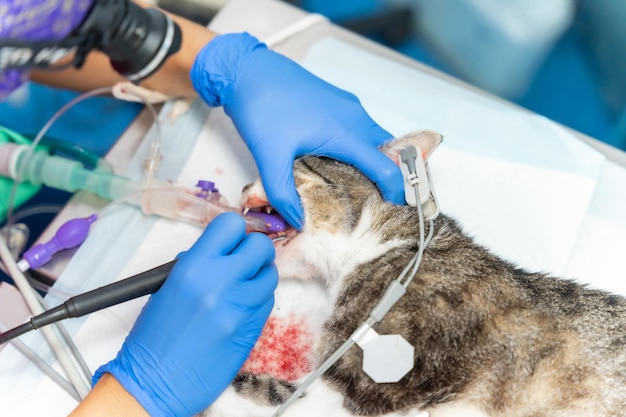 Veterinaire kliniek met een kattendierenarts die werkt aan de operatie van de tanden