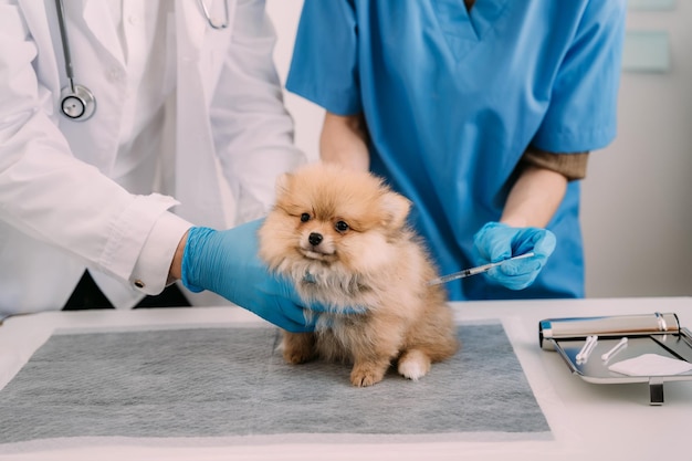 Veterinaire laboratoria Injectiehonden