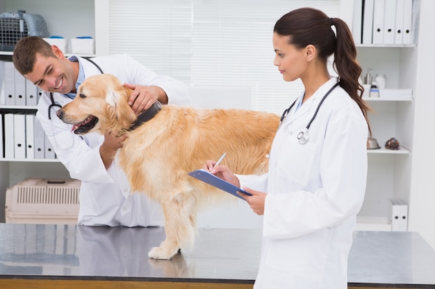 Veterinaire medewerker die een hond onderzoekt