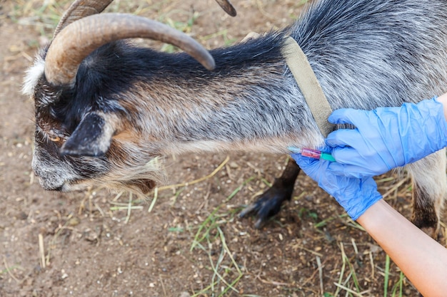 Veterinaire vrouw met spuit houden en injecteren van geit op ranch achtergrond. Jonge geit met dierenartshanden, vaccinatie in natuurlijke eco-boerderij. Dierverzorging, moderne veehouderij, ecologische landbouw.