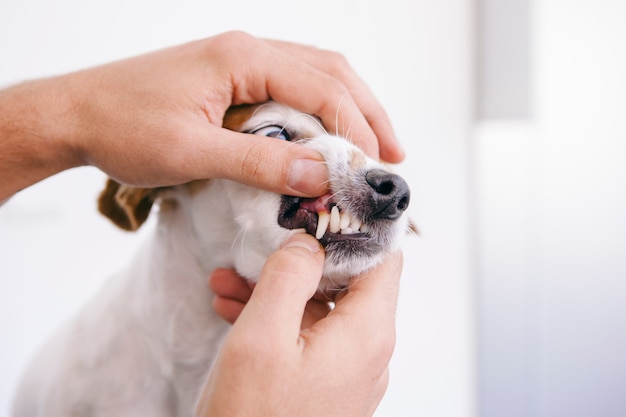 Veterinaire zorg voor de mondhygiëne van een puppy