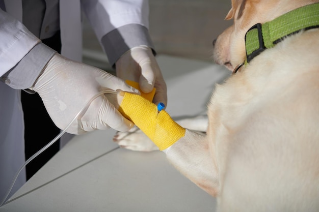 Veterinario che applica vetwrap giallo