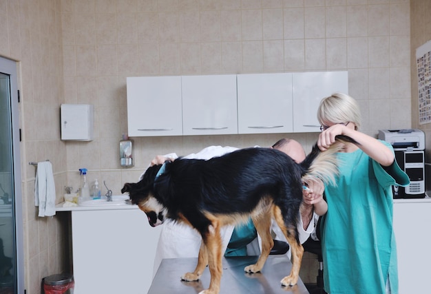 veterinarian and assistant in a small animal clinic