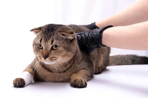 수의사는 Scottish Fold 고양이의 발에 붕대를 감았습니다.