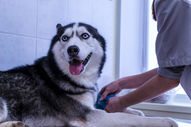 Veterinarian bandages dogs paw in veterinary clinic