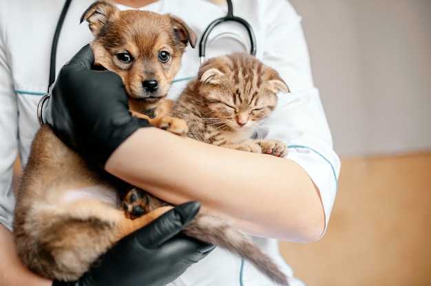 Ветеринар в черных перчатках с собакой и кошкой в руках