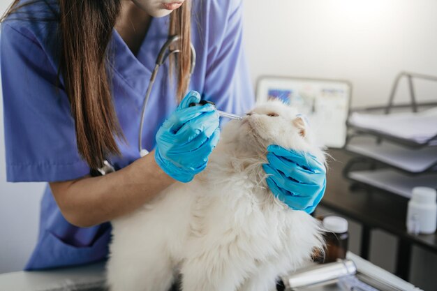 Foto gatto veterinario che riceve farmaci