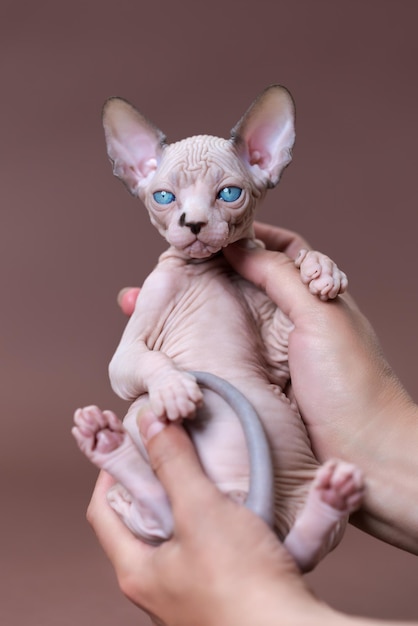 Veterinarian of cattery is holding kitten of Canadian Sphynx breed in hands Brown background