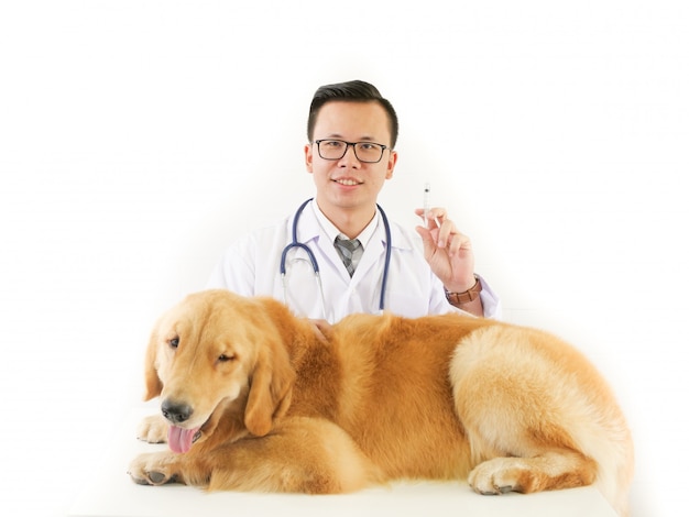 Veterinarian checking the dog golden retriever in pet clinic hospital