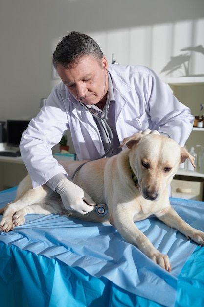 Veterinarian Checking Dogs Heartbeat