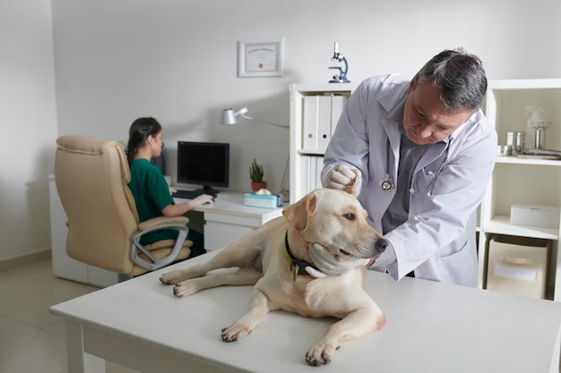 Veterinarian Checking Ears of Dog