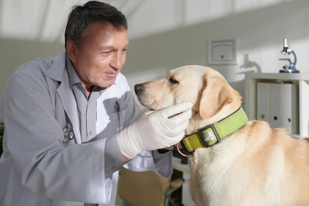 Veterinario che controlla gli occhi del cane