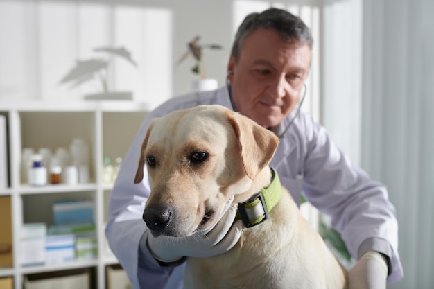 Veterinarian Checking Heartbeat of Dog