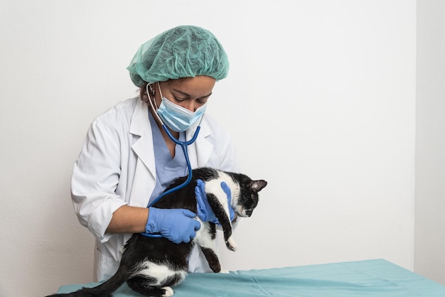 Foto il veterinario controlla il gatto in clinica veterinaria auscultando il cuore.