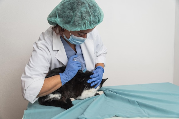 Foto il veterinario controlla il gatto in clinica veterinaria iniettando farmaci.