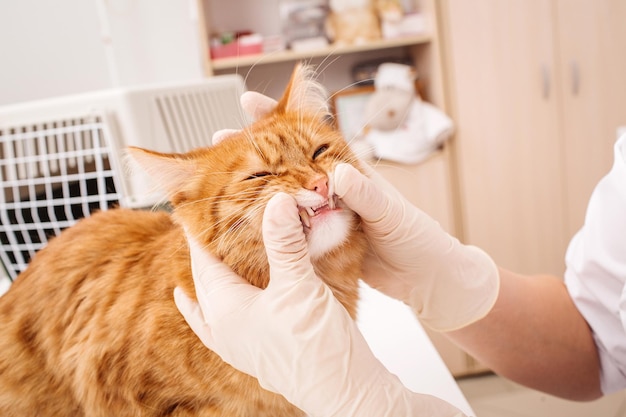 Veterinarian checks teeth to a cat