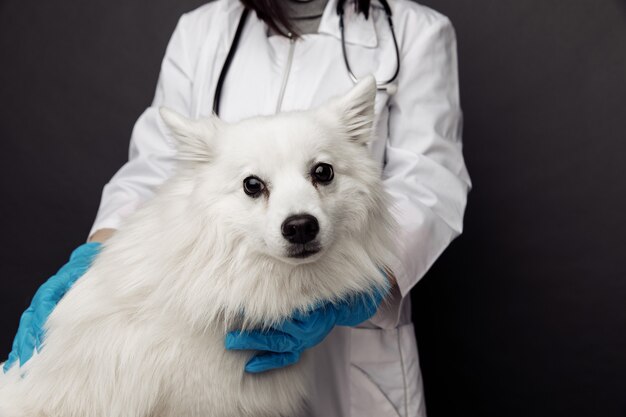 Veterinarian cheks a white dog on table in vet clinic on grey background.