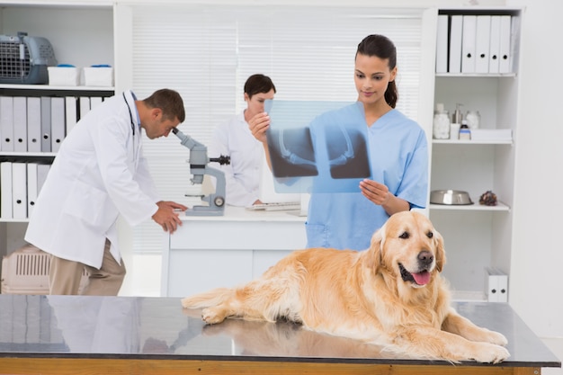 Veterinarian coworker examining dogs x-ray