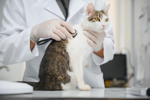 Veterinarian doctor checking cat at a vet clinic