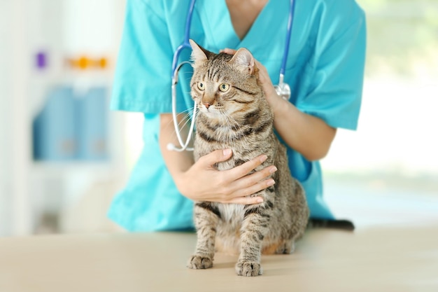 Veterinarian doctor checking cat at a vet clinic