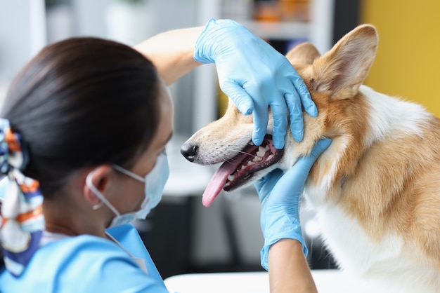 Photo veterinarian doctor examines dog oral cavity in clinic diseases of teeth in dogs concept