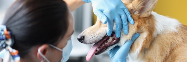 Veterinarian doctor examines dog oral cavity in clinic diseases of teeth in dogs concept