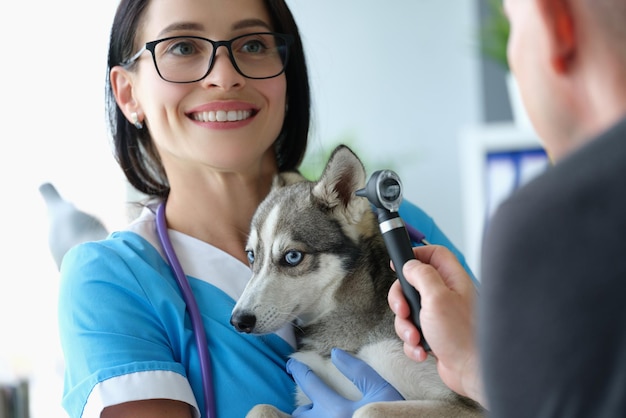 Veterinarian doctor examines ears of little husky