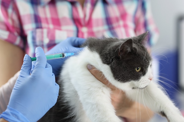 Foto il medico veterinario fa un'iniezione al gatto