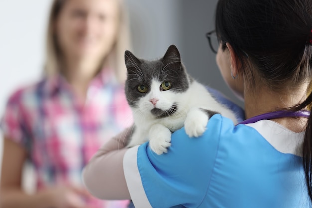 獣医は猫を腕に抱きます