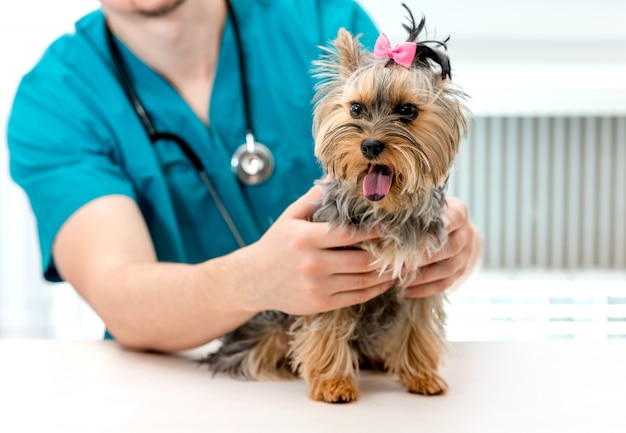 Veterinarian doctor holds dog on examination table in vet clinic.