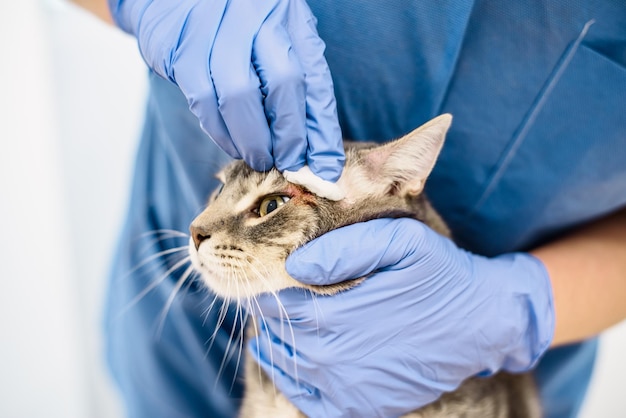 A veterinarian doctor is cleaning the skin of a grey cat