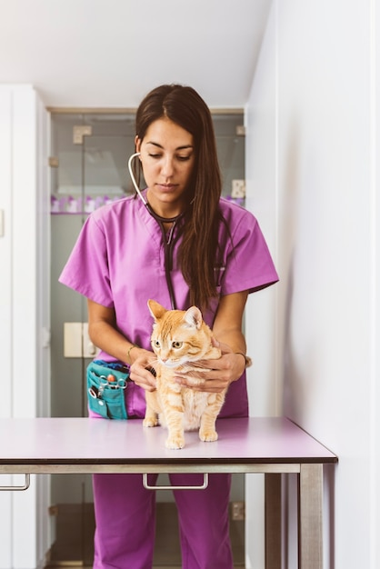 veterinarian doctor is making a check up of a cute beautiful cat. veterinary concept.