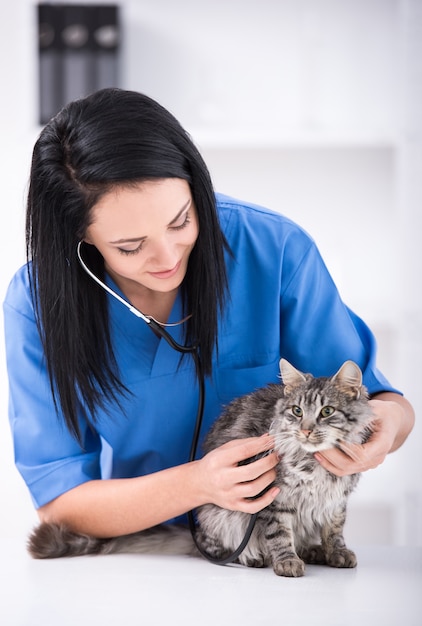 Il medico veterinario sta controllando il bellissimo gatto carino